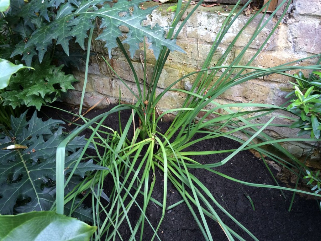 The Kniphofia, like the Monarda, managed one flower and did little else until now where it seems to be growing more strongly. Perhaps more water in summer.