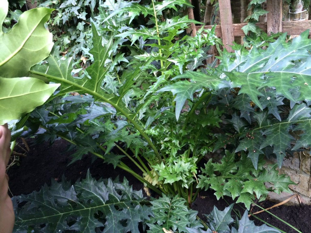 No flowers from the Acanthus spinosus this year but it's grown loads (I did plant it quite late in early summer). Expect a good display in 2015.