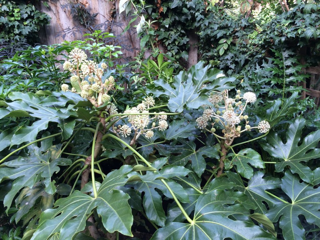 Fatsia japonica is coming into flower now - it's quite overgrown and a sun hogger, so will probably cut right back to ground level next year to make more manageable (and protect more from snails!)