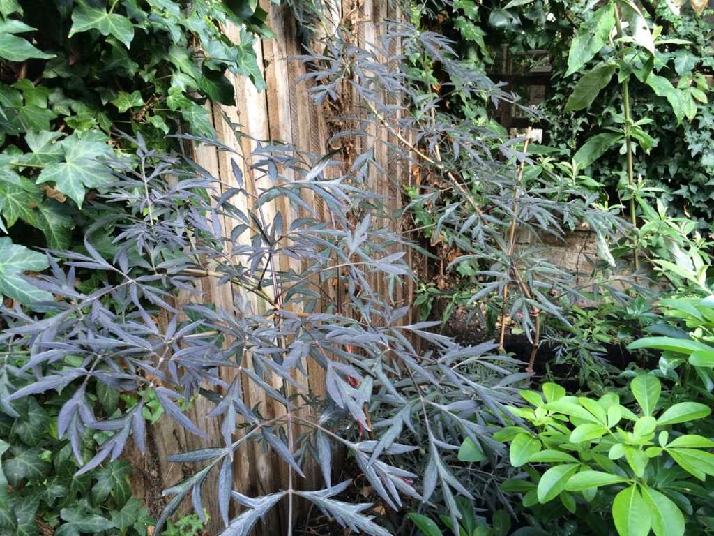 Sambucus niger has grown well this year. Will cut right back in spring to help it bush out more. 