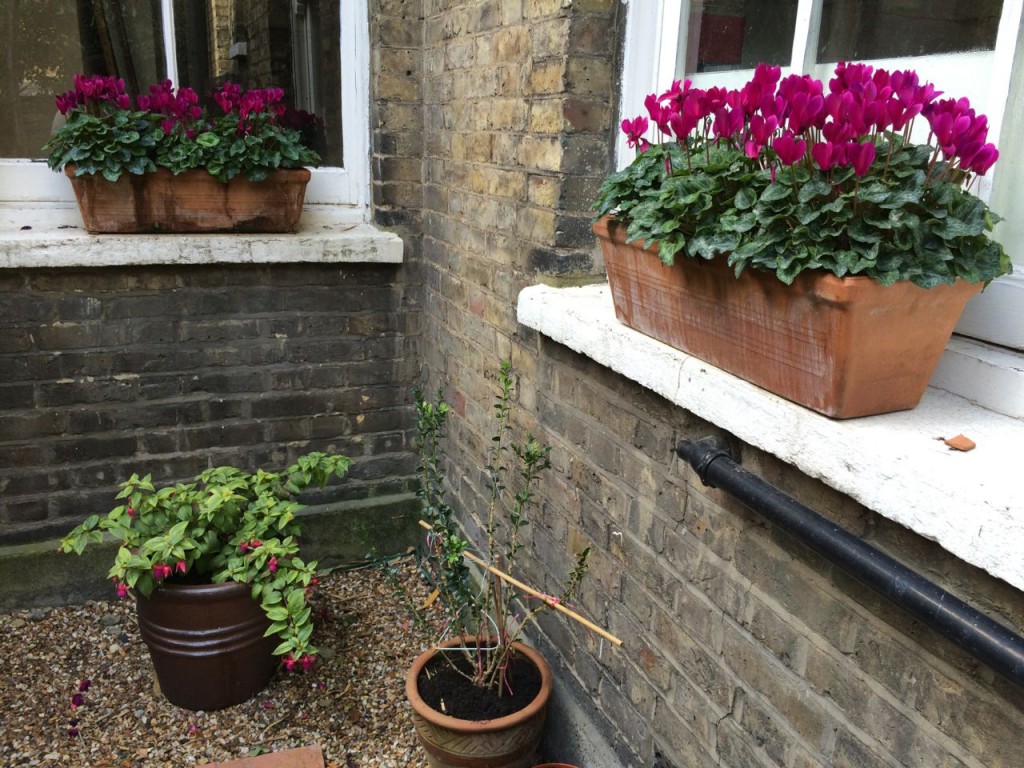 The cyclamen look great but I think have become too waterlogged as they appear to be dying back in bits. Either that, or the Vine Weevils laid their evil eggs and the larvae are munching the roots.