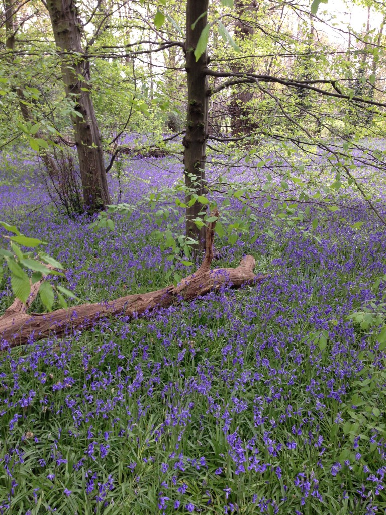 Kew Gardens spring 2014