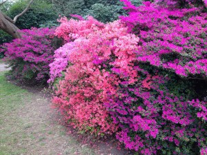 Azaleas at Kew Gardens in spring