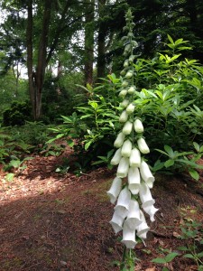 Digitalis purpurea 'Alba'