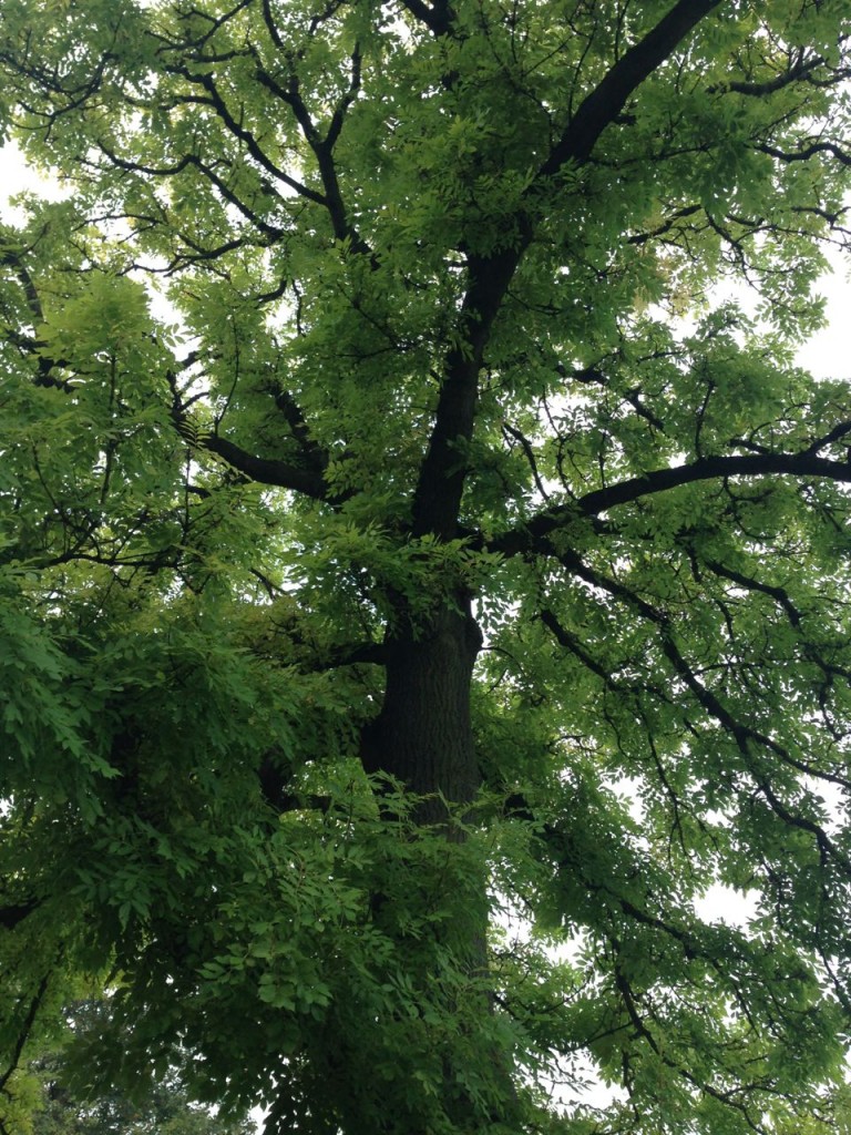 Very black bark against light leaves - I can't actually remember where this is, but I think it was Clapham South