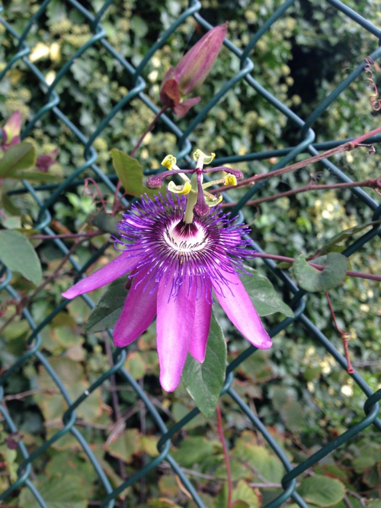 Passiflora 'Purple Rain' on a railing of Clapham Manor Primary School