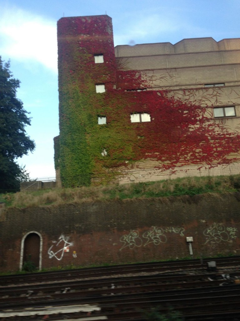 Boston Ivy caught midway through turning a blazing red on a building just outside of East Croydon Station - caught in a split second on the train on my way home (thus the wonk!)