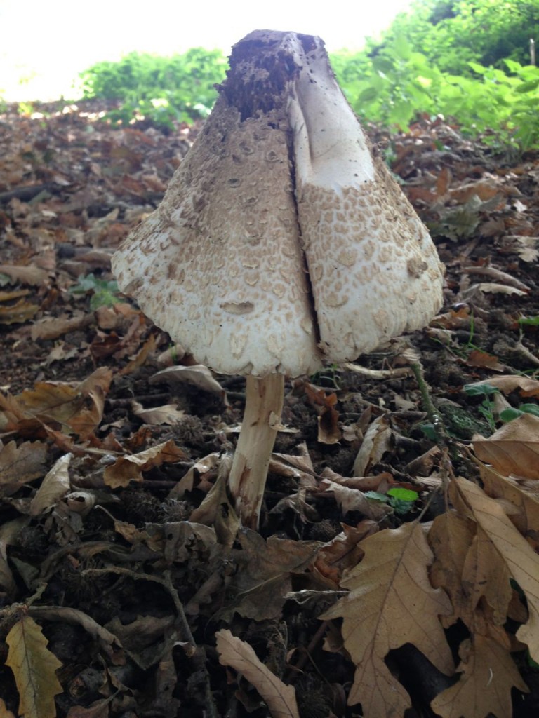 A big mushroom