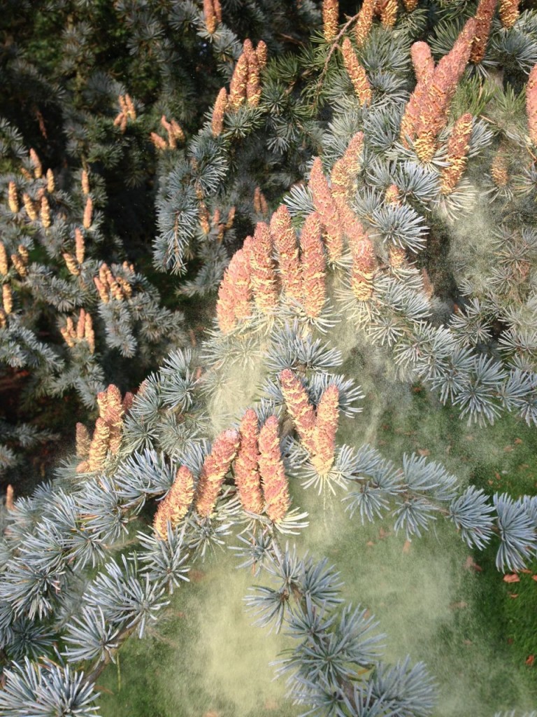 Give it a bash and... pollen anyone?