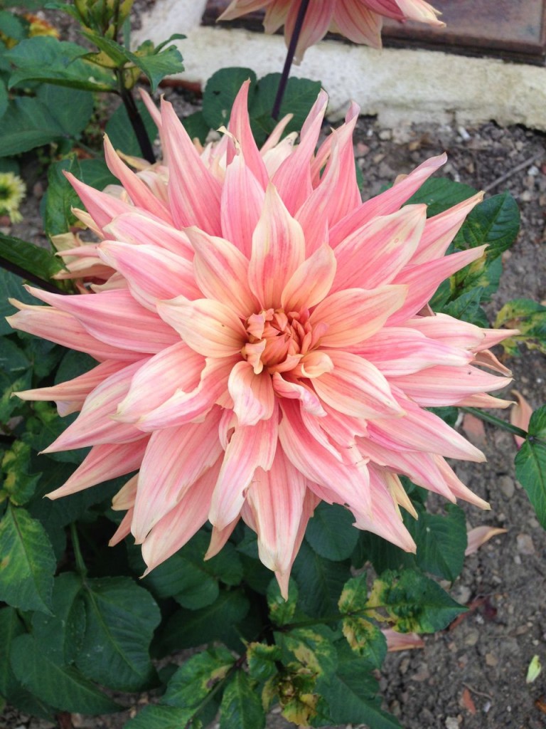 A vibrant Dahlia in Kent