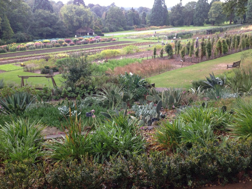 RHS trials field at Wisley, where all the best plants are selected and rubber stamped