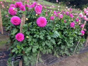 Dahlia trials at RHS Wisely