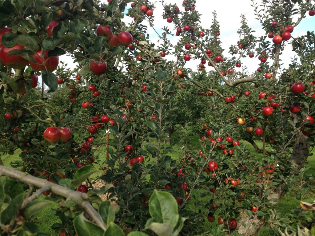 Apples! At Wisley