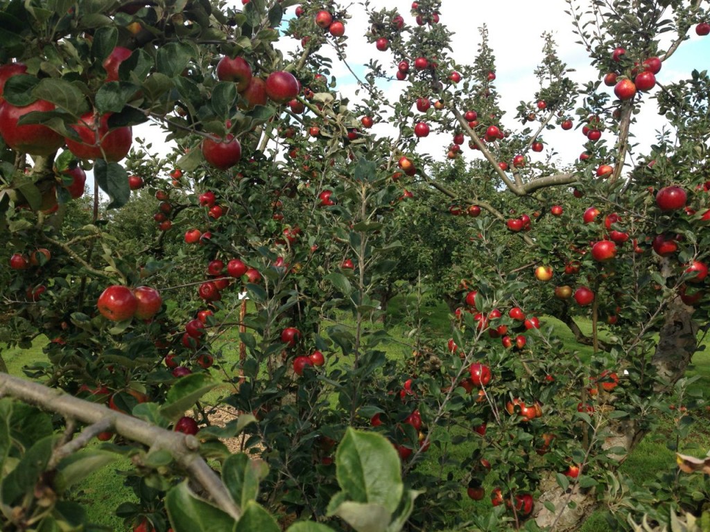 Apples! At Wisley