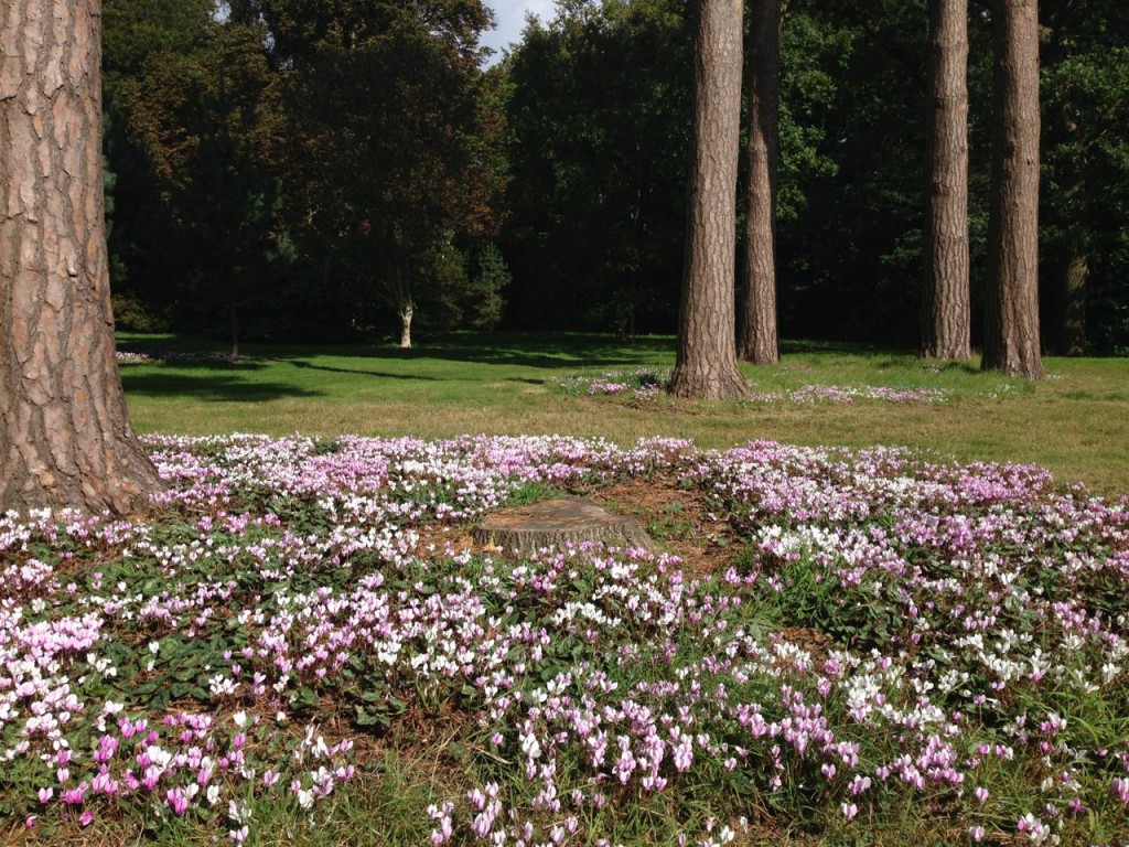 Cyclamen in the Pinetum at RHS Wisley