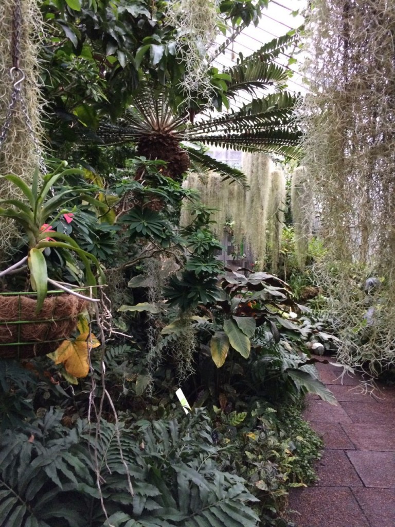 Another scene in one of the glasshouses