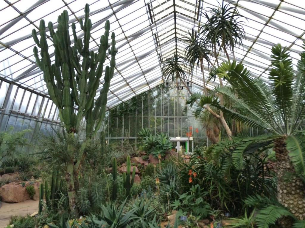 Lots of cacti and succulents