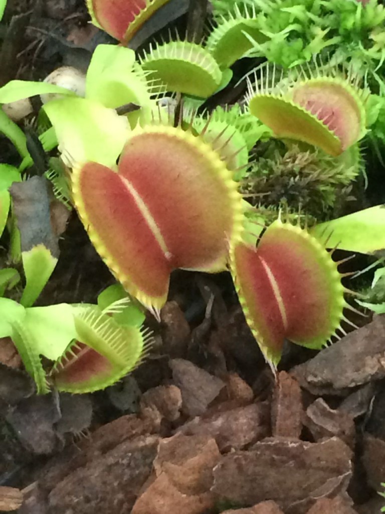 Bonkers - Dionaea muscipula