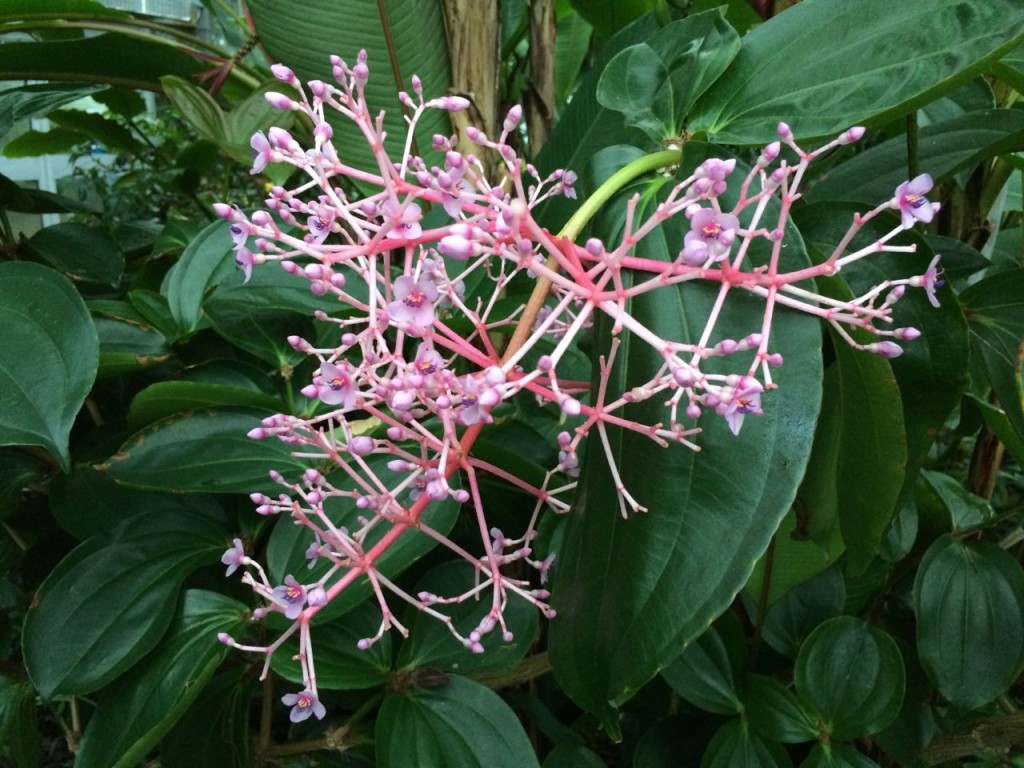 More tropical flowers