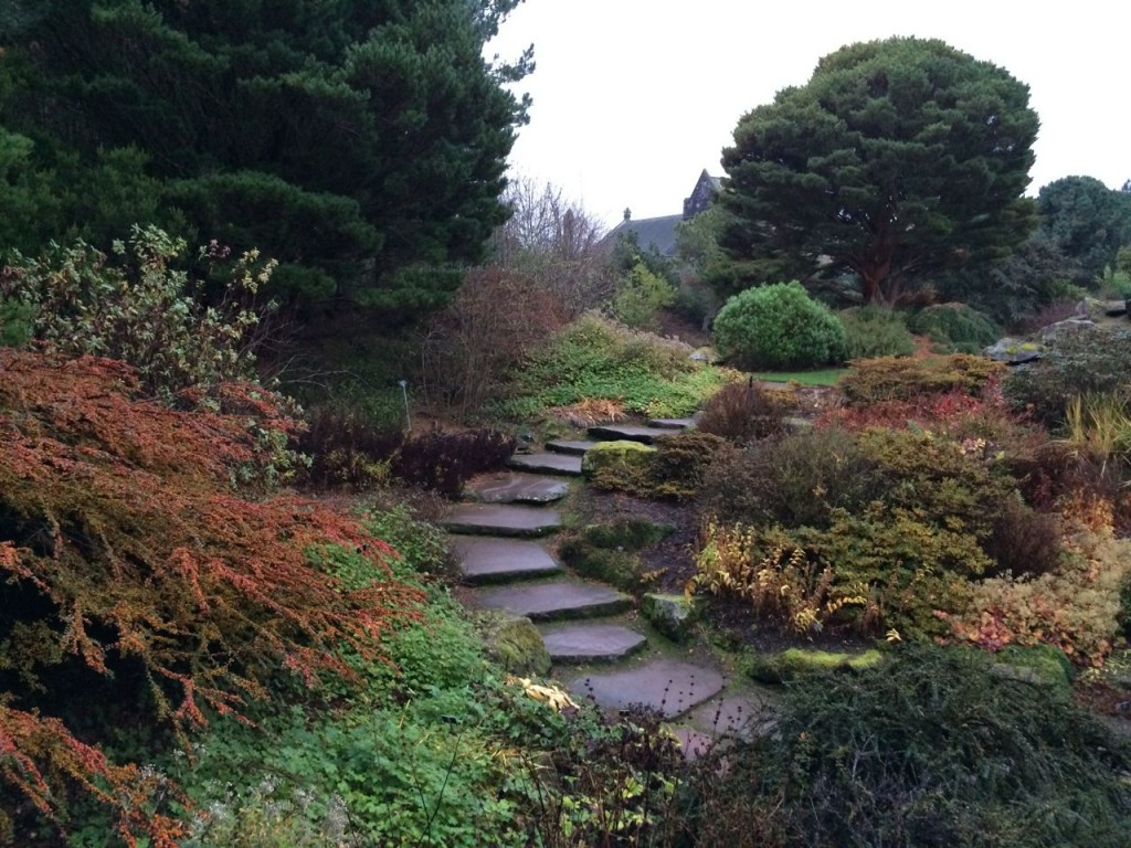 Woodland area going into the rockery