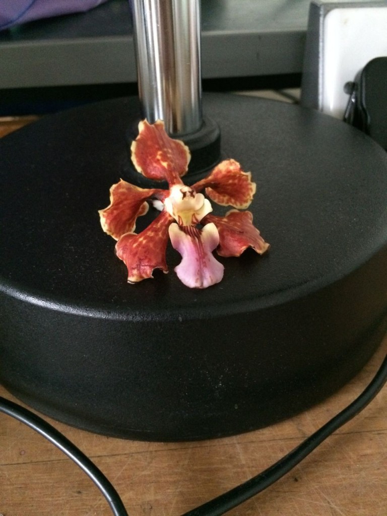 Just a random orchid flower