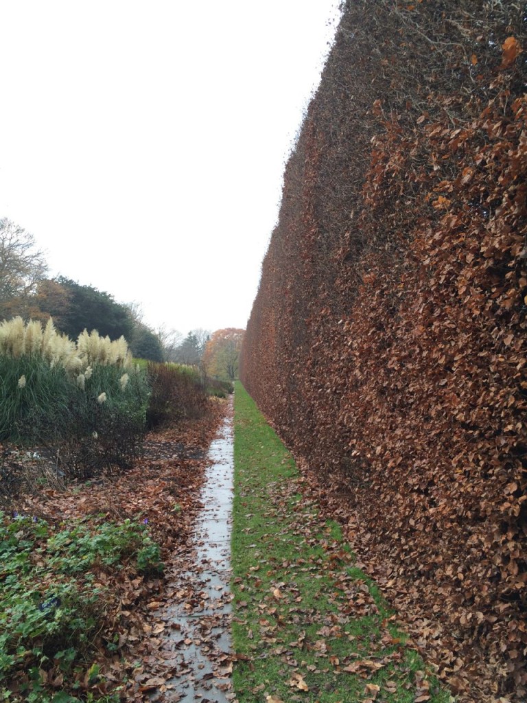 The largest Fagus sylvatica hedge I think Im likely to see