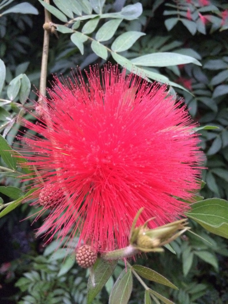 Fuzzy flower