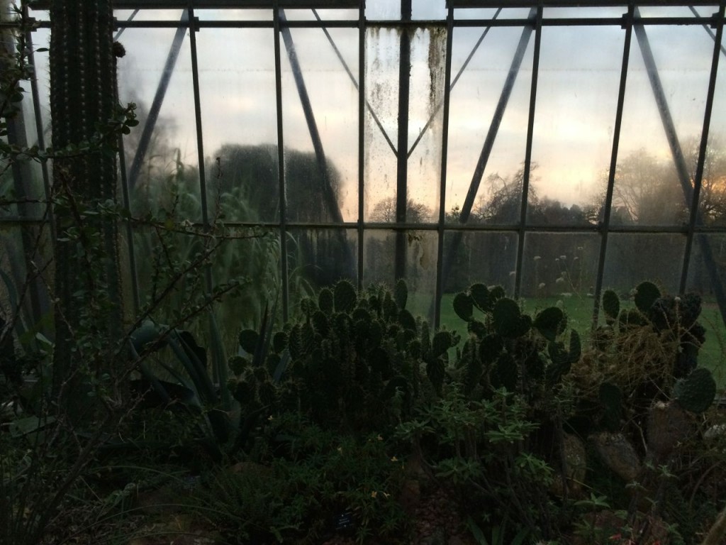 Cacti silhouettes