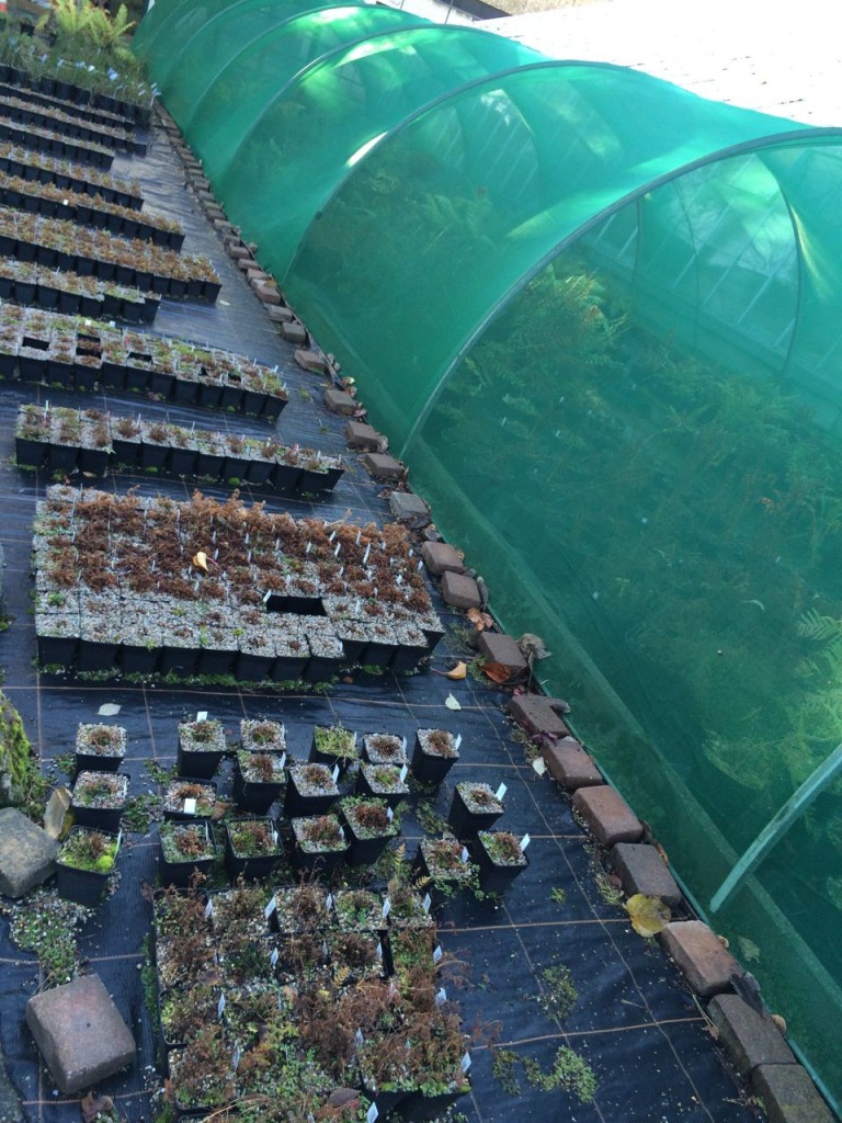 Seedlings in the nursery