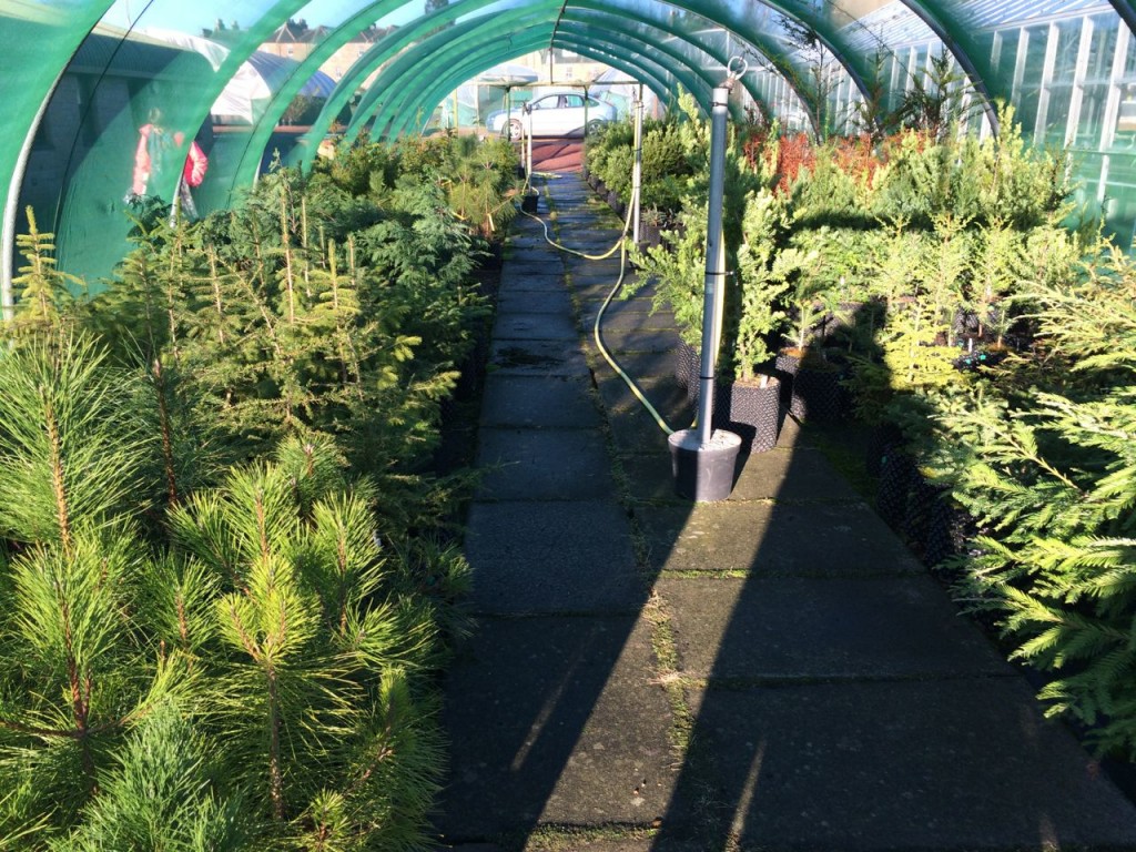 Christmas trees! Well, conifer saplings
