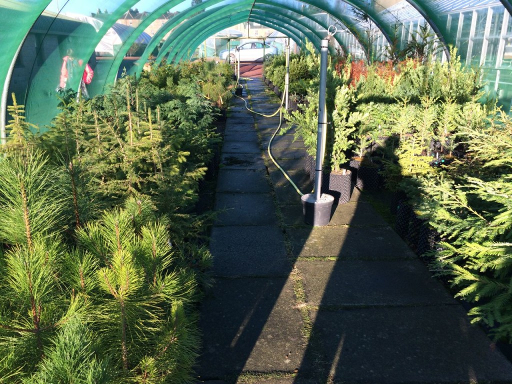 Christmas trees! Well, conifer saplings 