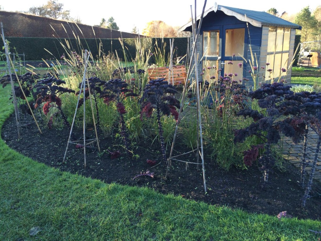 Interesting mix of Kale, Verbena bonariensis and grasses