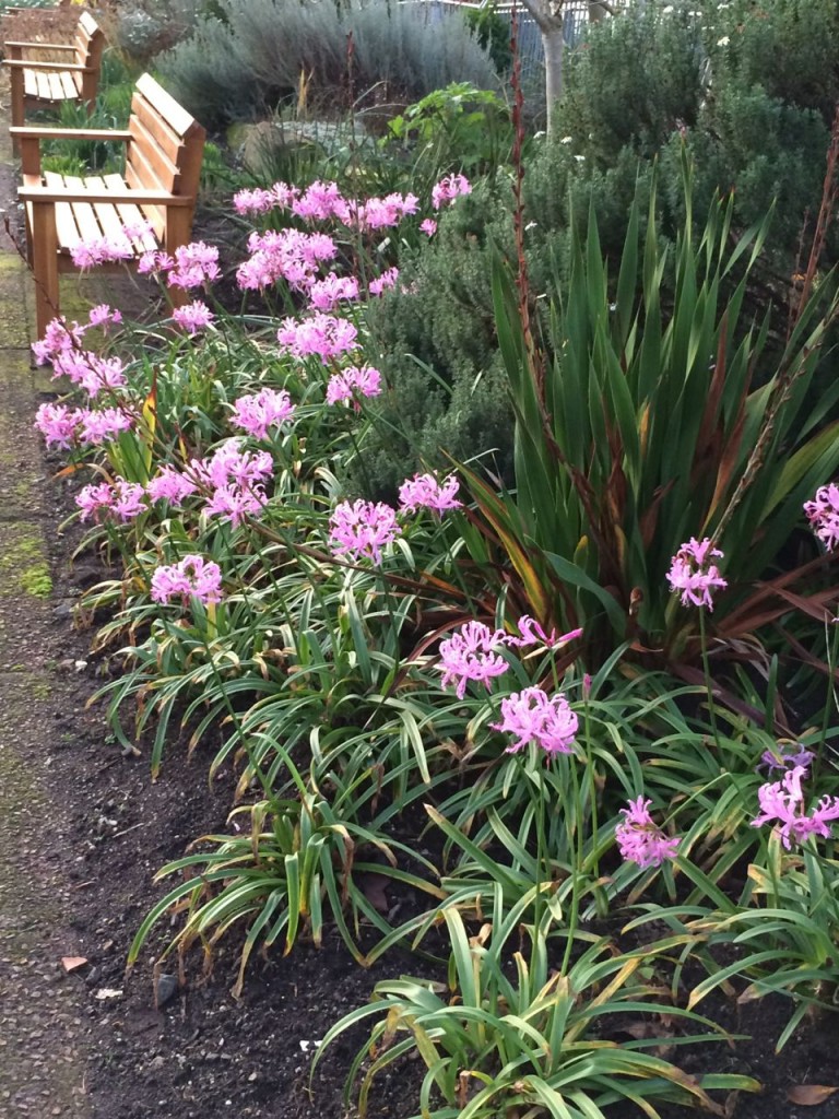 First time I've seen Nerines in person!