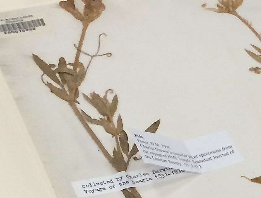 One of the many specimen samples once collected by Charles Darwin