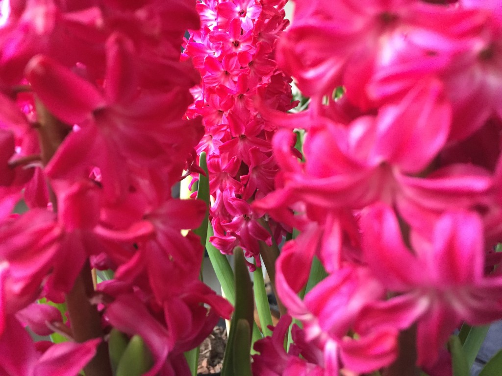 Hyacinth mini flower forest time