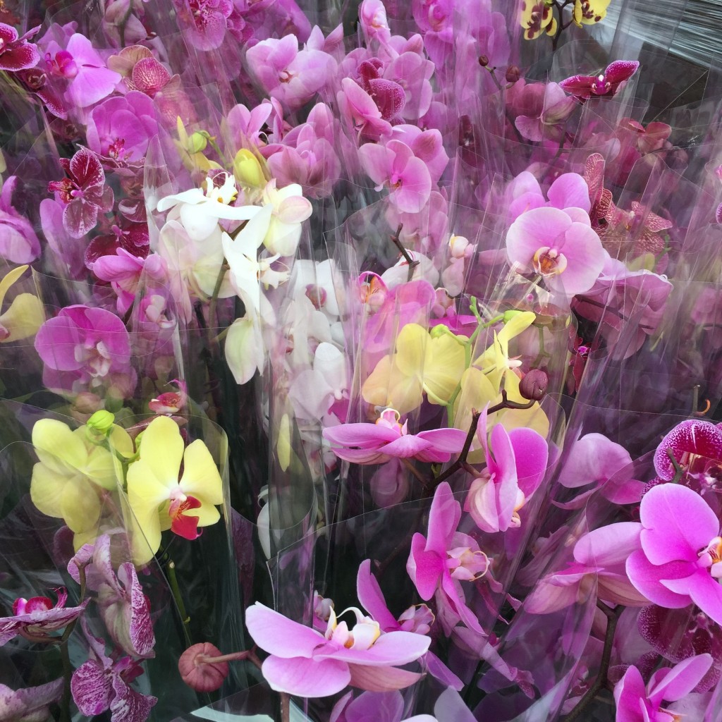 Columbia Road Flower Market