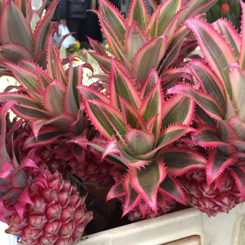 Columbia Road Flower Market