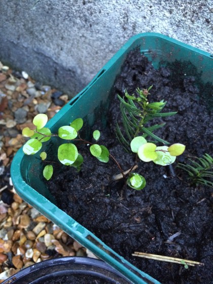 Muehlenbeckia axillaris - finally confirmed! And the little cutting is growing well. 