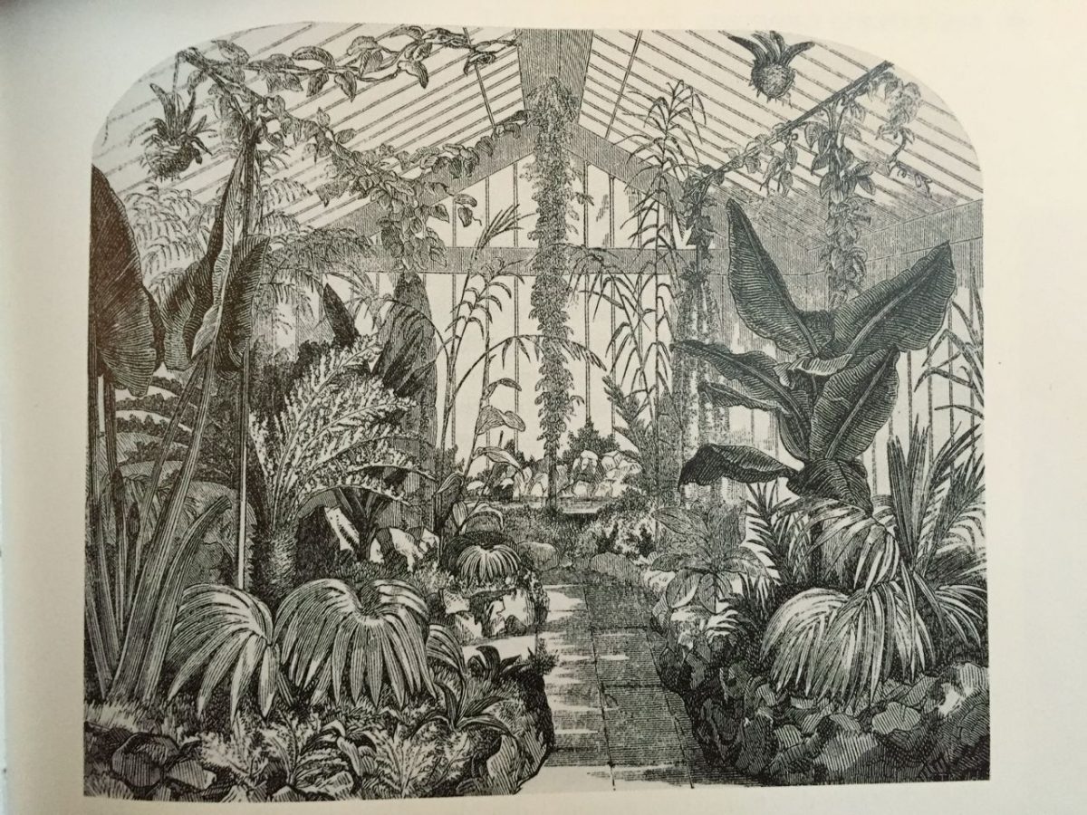 Ward's Clapham Rise glasshouse