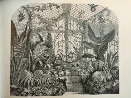 Victorians created glasshouses, bringing tropical plants to the UK (that would survive for the first time)