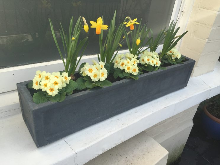 Temporary spring window boxes