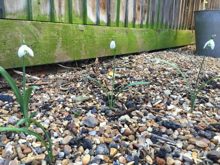 A few of the Galanthus survived the year and have flowered! I've put down copious amounts of fertiliser in a bid to grow their number of 2016. Does anyone know what type of Snowdrop this is?