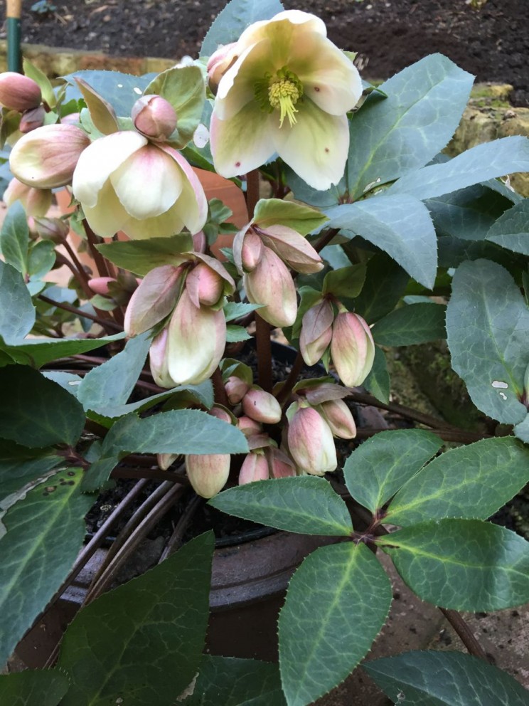 Helleborus x hybridus 'Ivory Prince' is finally opening its large flowers (not sure what the little black marks are...)