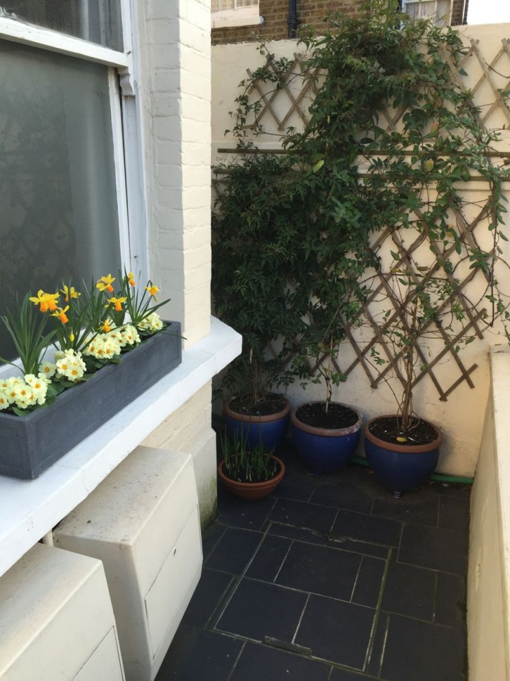 Front window area still looking good. The Clematis has some serious numbers of buds emerging now. Hoorah!