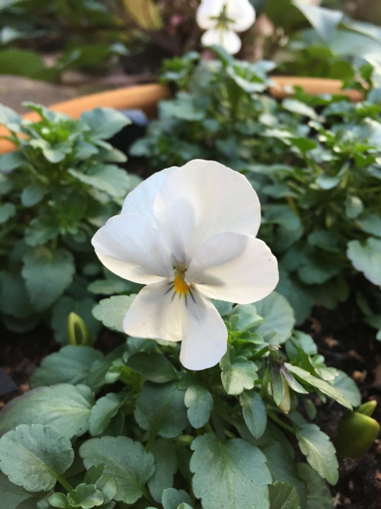 White Viola above the white Tulips are starting to flower - the Tulips are starting to sprout through too