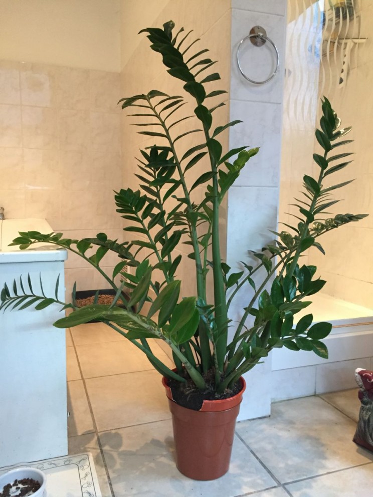 Here's our Zamioculcas zamiifolia hanging out in our bathroom pre-dividing