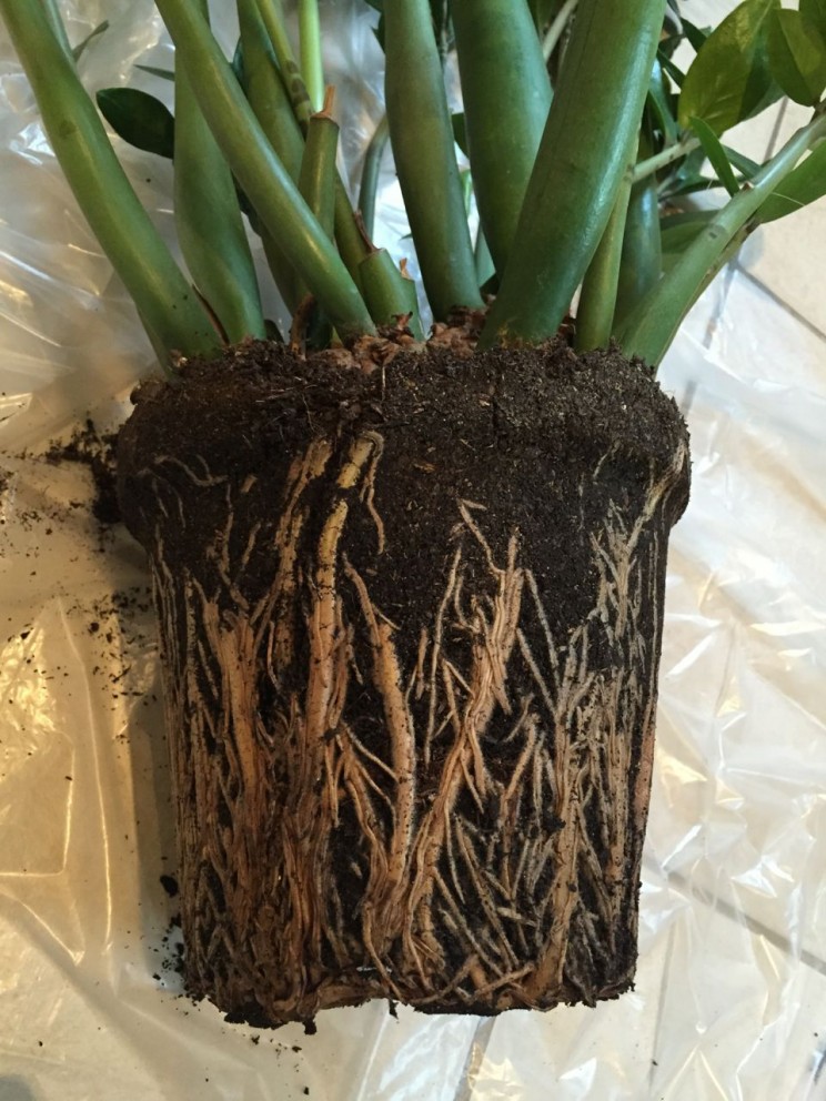 Our Zamioculcas zamiifolia' very (too) healthy root system was so crowded I had to cut it out of the pot!