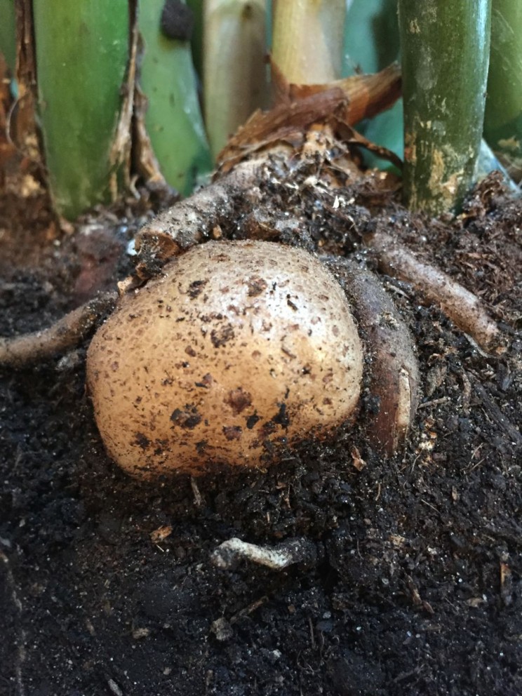 Rhizome stem tubor of Zamioculcas zamiifolia