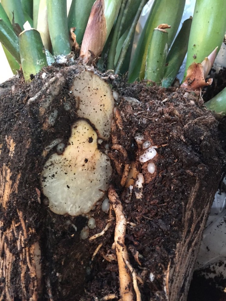 Dividing Zamioculcas zamiifolia