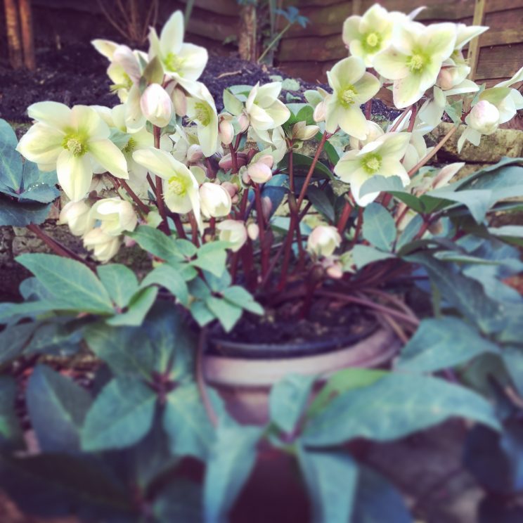 Helleborus 'Ivory Prince' now almost fully in flower and looking better than last year